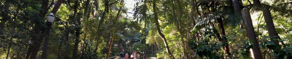 Parque Tenente Siqueira Campos, mais conhecido como Parque Trianon em São Paulo - SP. 