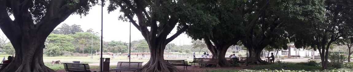 Área com bancos embaixo das árvores no Parque do Trote em São Paulo - SP.