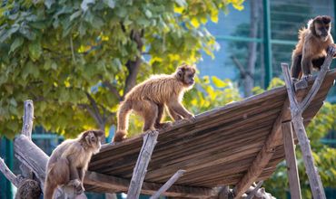 Zoológico com macacos em cima de estrutura de galhos.
