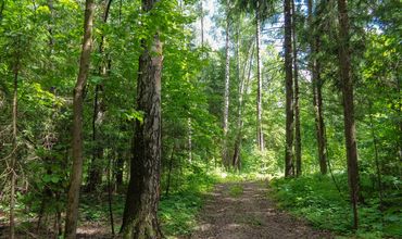 Caminho rodeado de árvores em horto florestal.