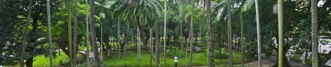 O Parque Jardim da Luz foi o primeiro Jardim Botânico de São Paulo - SP.